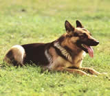 Adestramento de cães em Lajeado