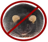 Desratização em Lajeado